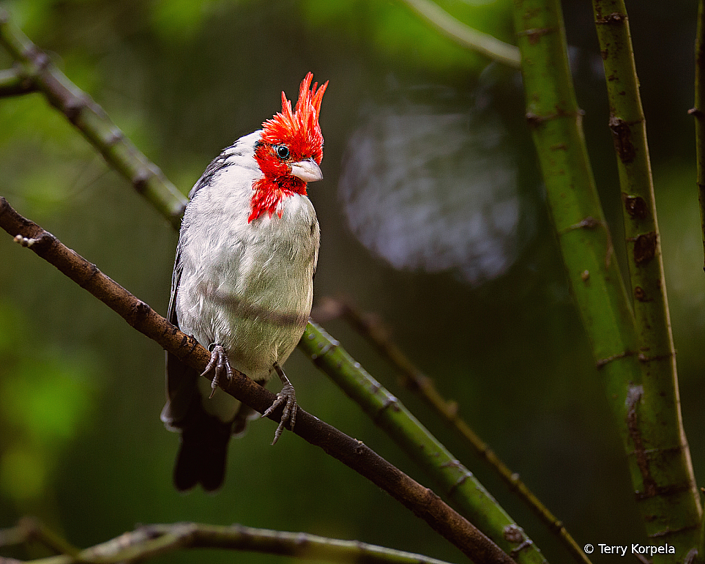 Brazillian Cardinal - ID: 16077656 © Terry Korpela