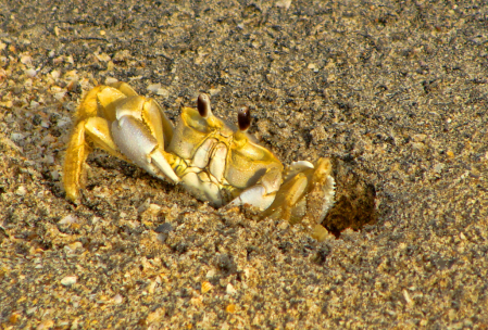 YELLOW CRAB