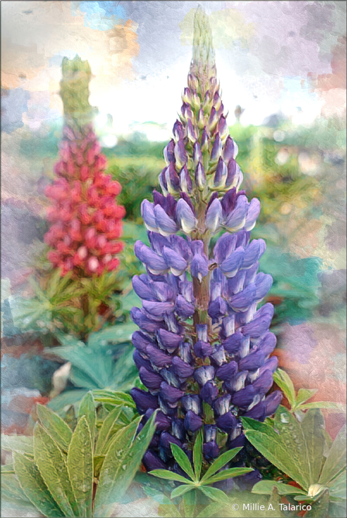 Spring Blooming Lupine