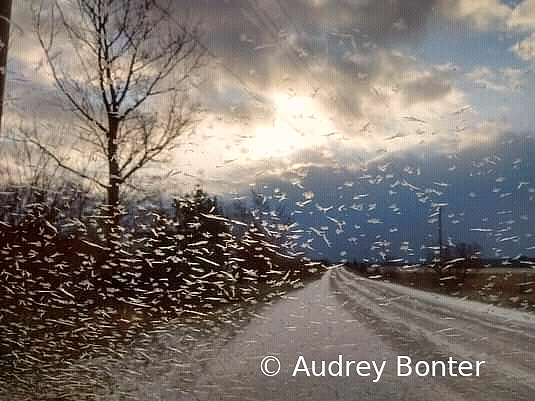 Pulling out onto the road, Winter 2019