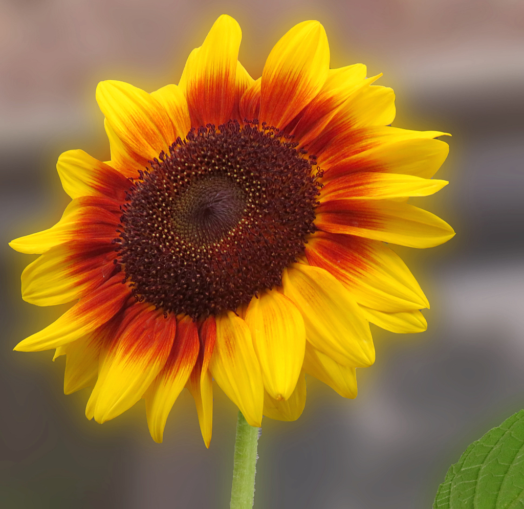 Sunflower On High