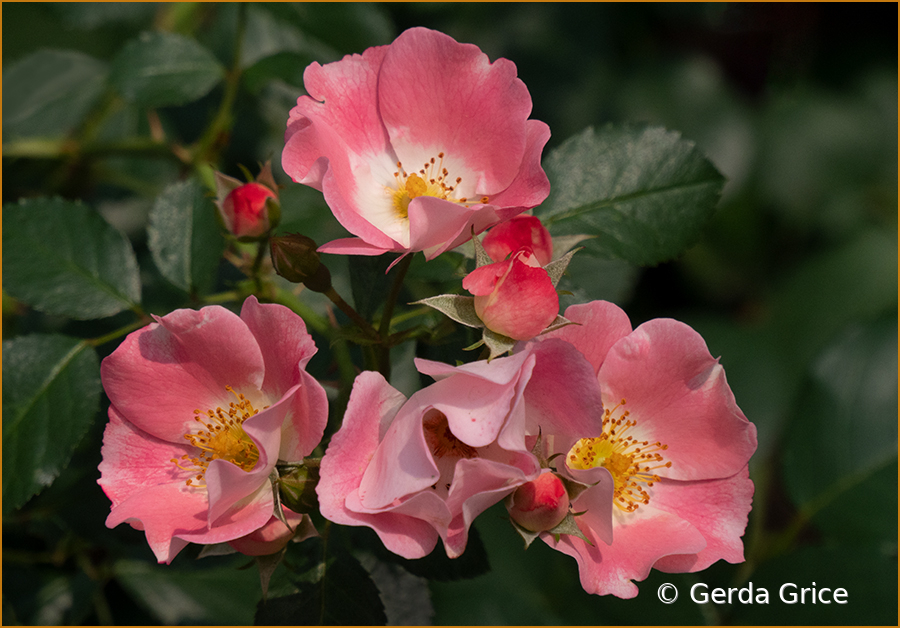 Deep Pink Roses