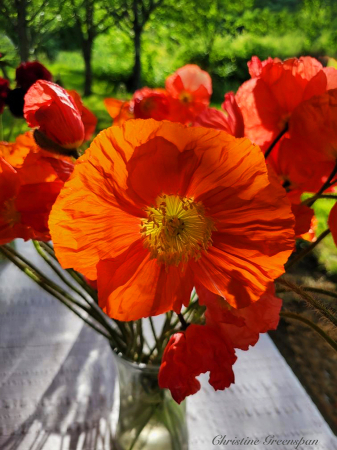 Icelandic Poppies