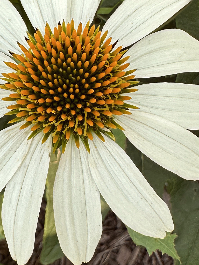 Coneflower Daisy