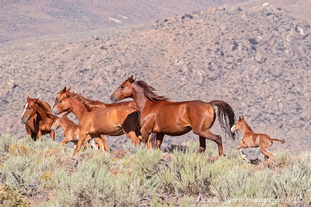 Welcome to the Herd