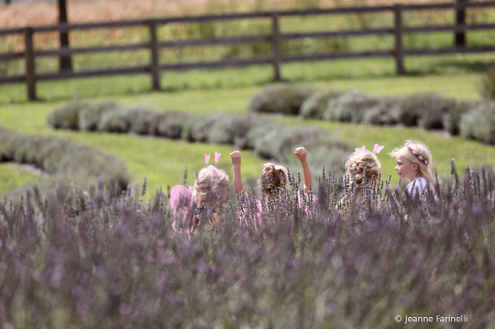 "Butterflys in Lavender"