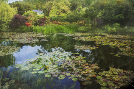Monet's Water Lilies Pond