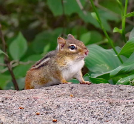 Chipmunk On A Rock