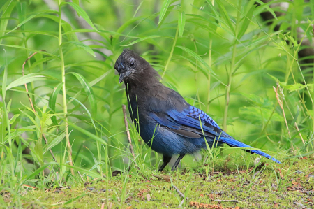 Steller's Jay