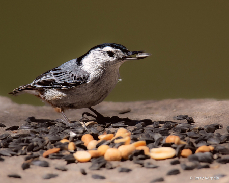 White-breasted Nuthatch