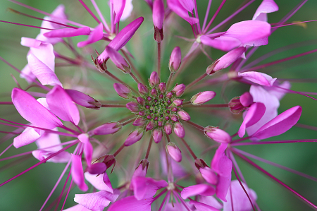 Top View of a Cleome