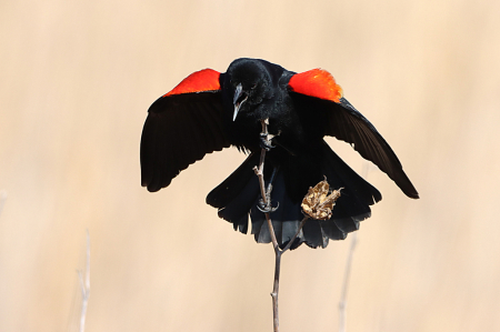 Singing Red-winged Black Bird