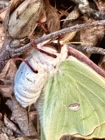 Female Luna moth about to lay her eggs