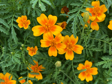 Marigolds 