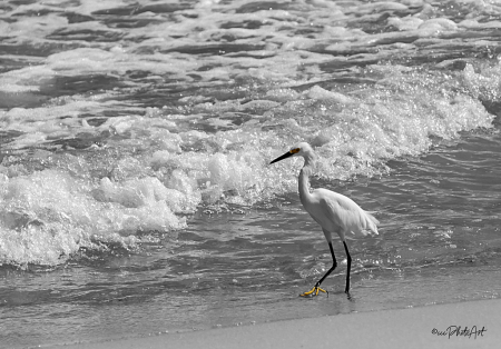 Beachwalking Heron
