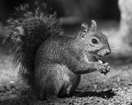 Squirrel at Sycamore Shoals B&W