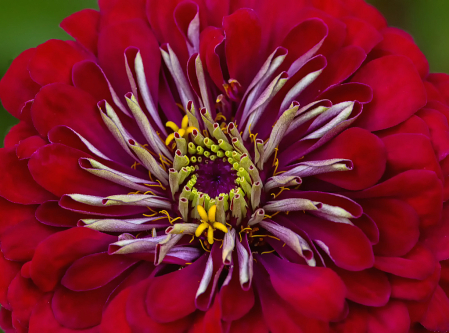 Red Zinnia