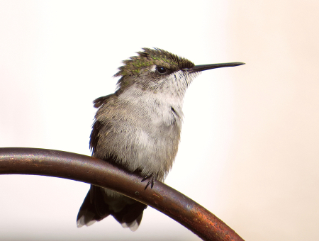 Hummingbird