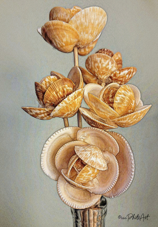 Shellflowers