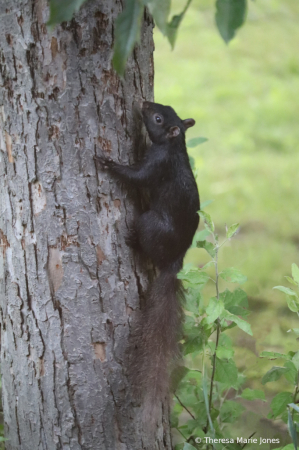 Tree Hugger