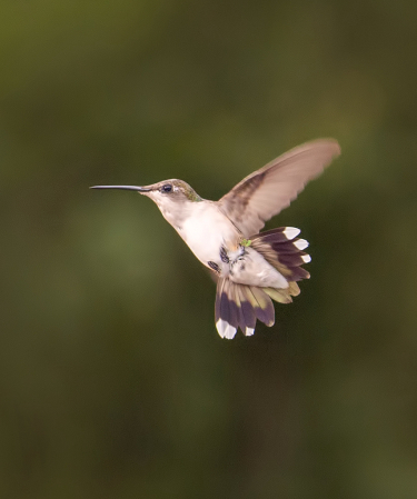 Hummingbird Underbelly