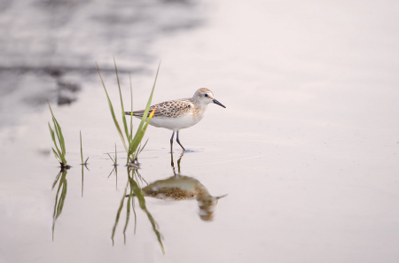 The Sandpiper and Reflection