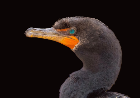 Portrait of the Cormorant