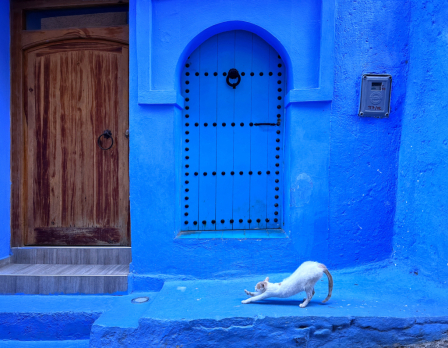 Cat Yoga