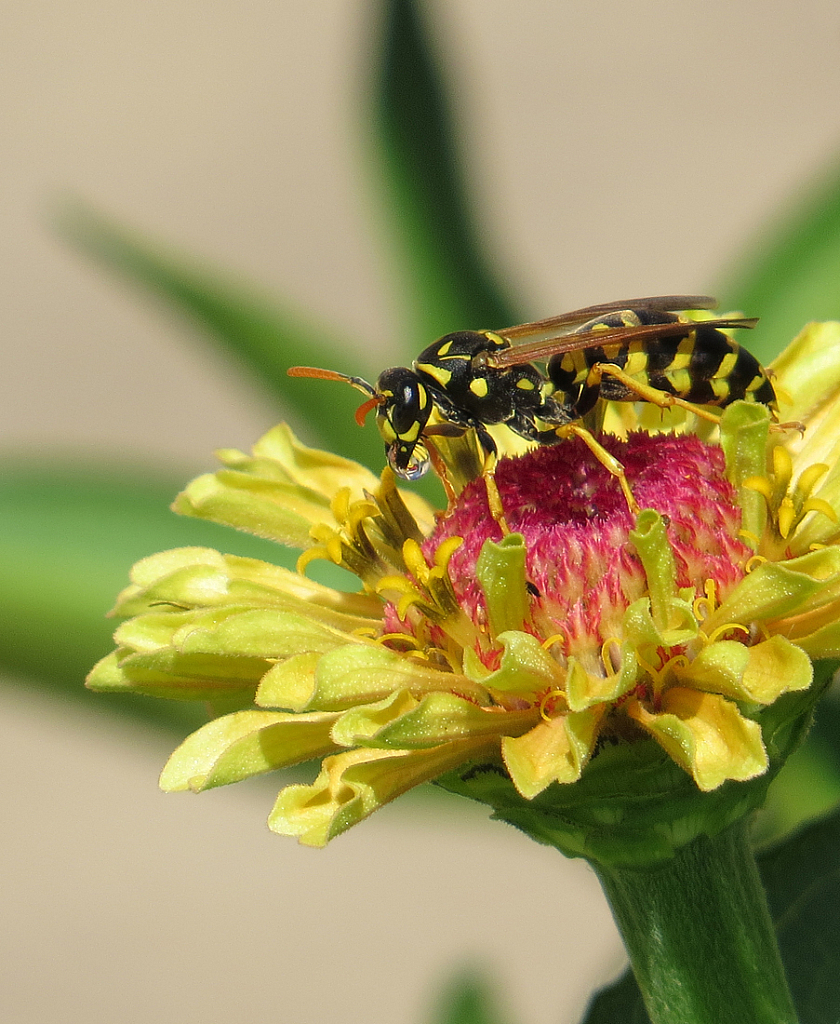 Wasp Bubble