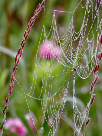 Prairie Web And Wildflowers