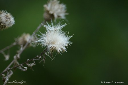 Bad Hair Day