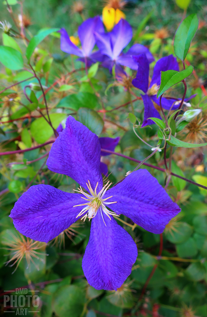 ~ ~ LAST OF THE CLEMATIS ~ ~ 
