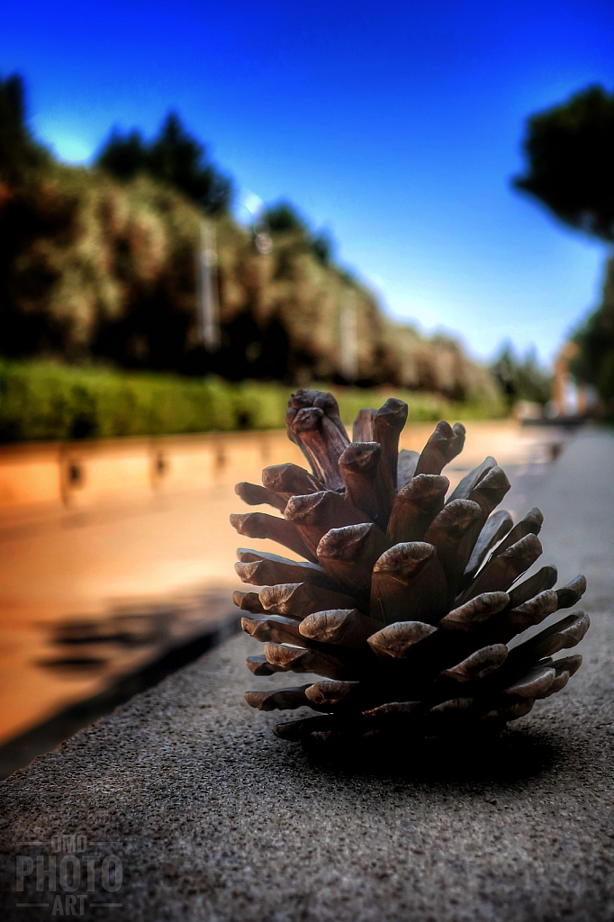 ~ ~ PINECONE ~ ~ 