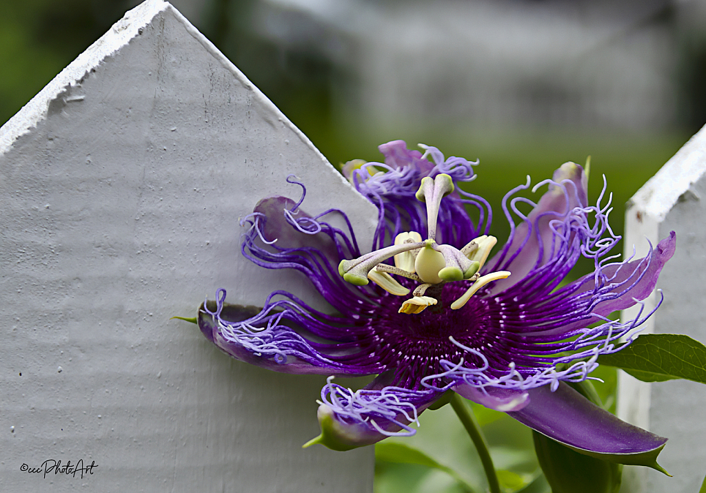 Picket Fence Passion - ID: 16080515 © Candice C. Calhoun