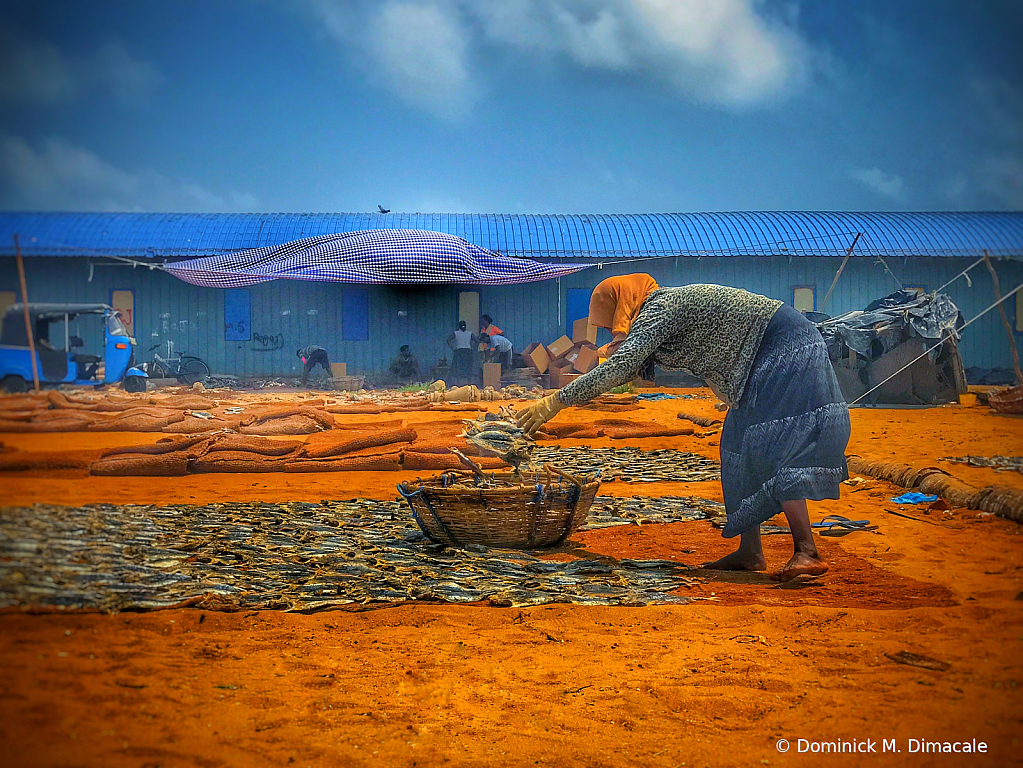 ~ ~ THE DRIED FISH COLLECTOR ~ ~ 