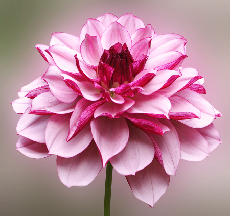 A Favorite Dahlia