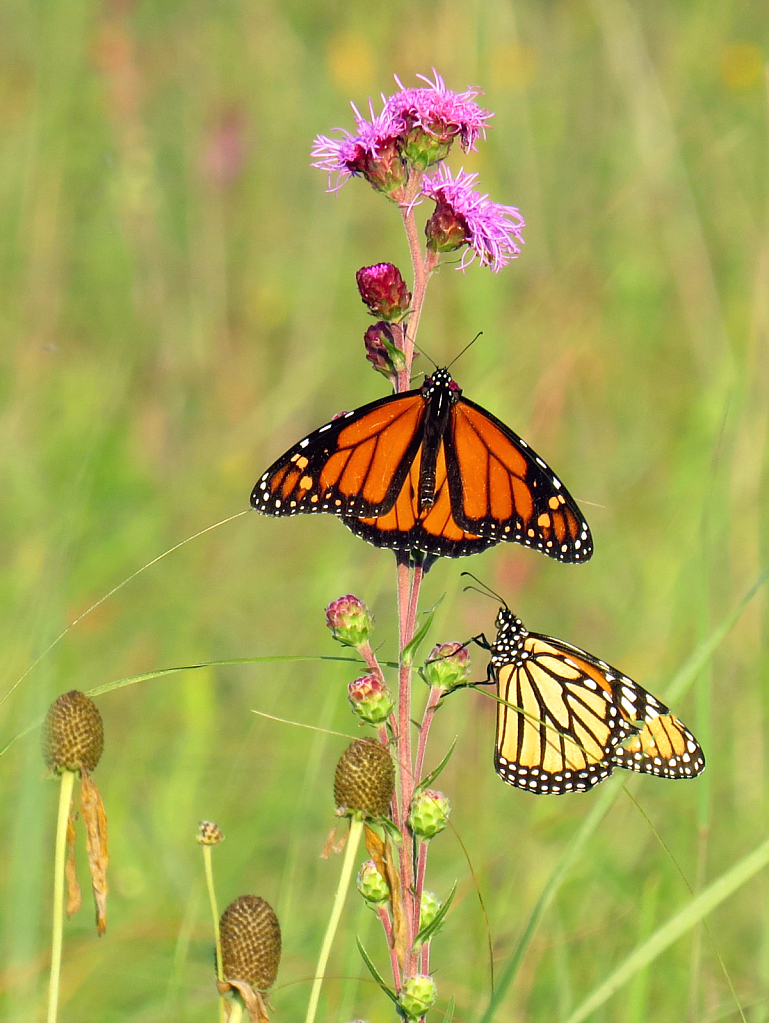 Prairie Morning