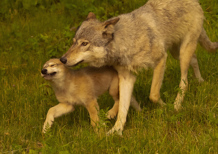 Coyote and Baby