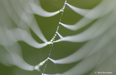 ''Contrails'' web