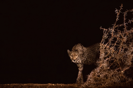 Cheetah Coming Around the Bend