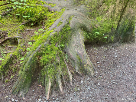 Tree Root Fingers