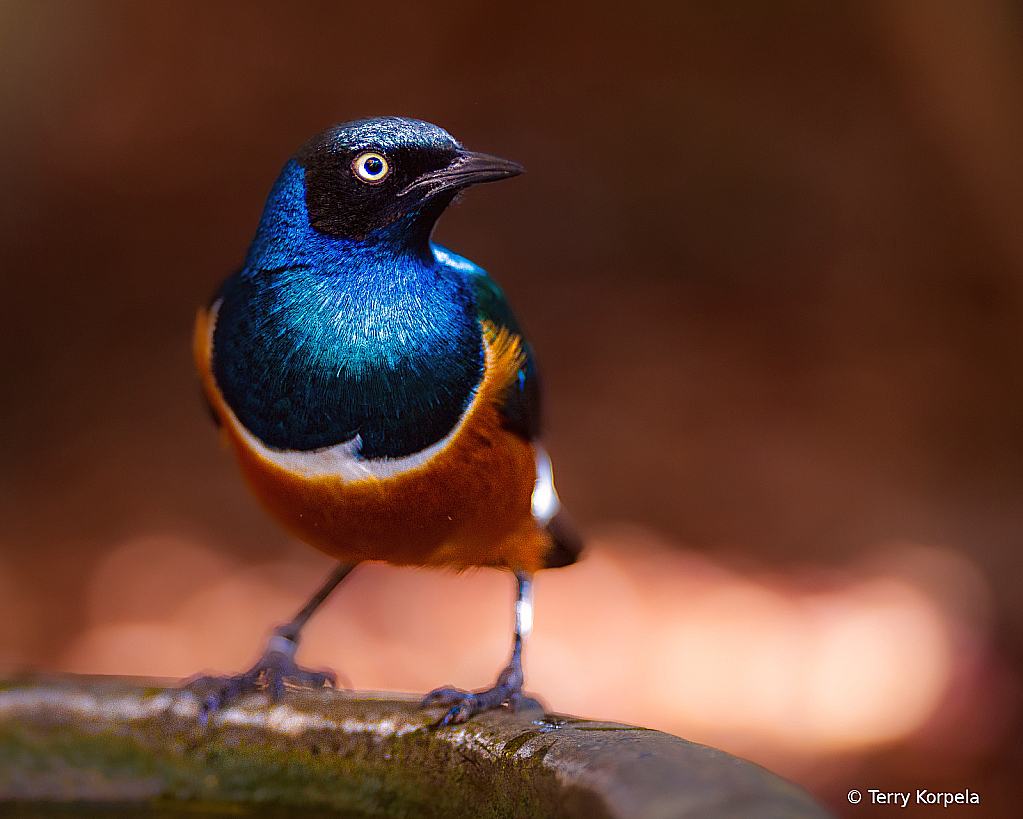 Superb Starling - ID: 16082371 © Terry Korpela