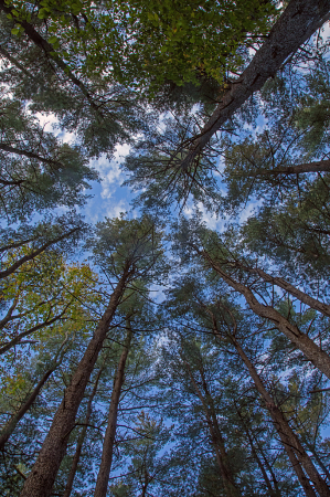 tree tops