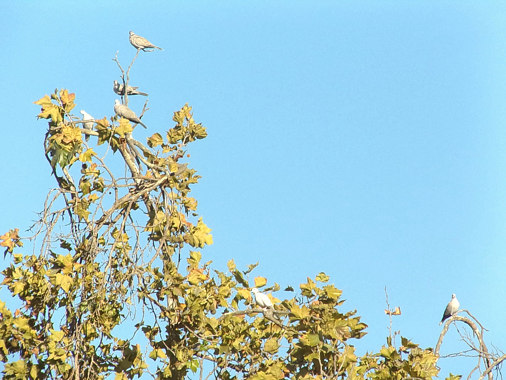 Doves Gathering