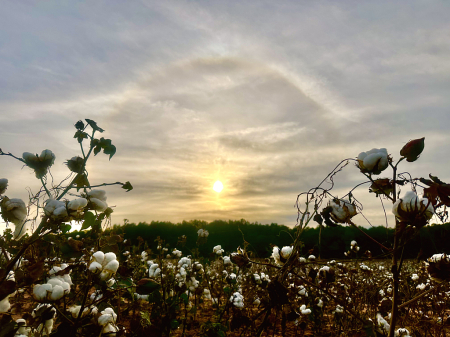 Whirling rainbow beyond the cotton