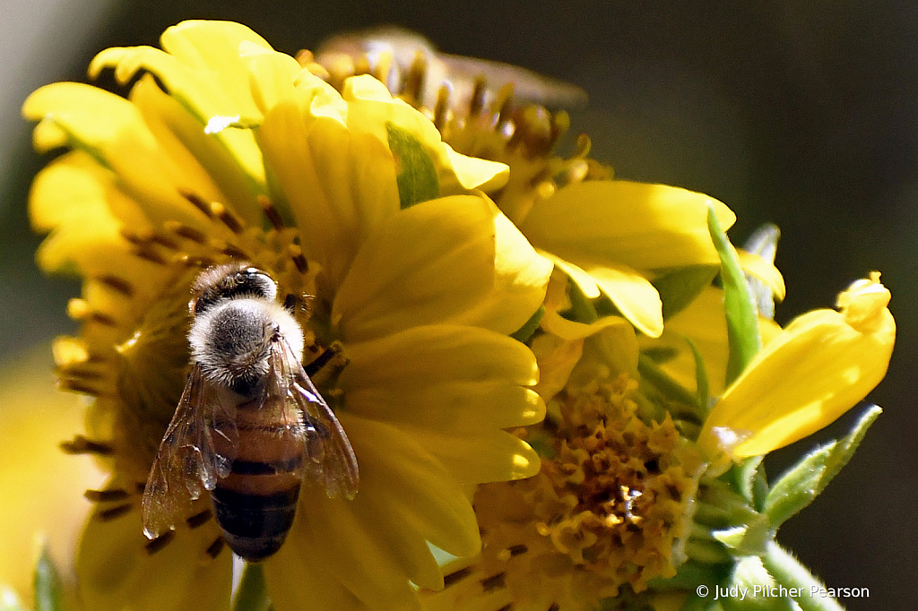 two busy, busy bees.....