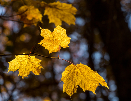 Three Leaves 