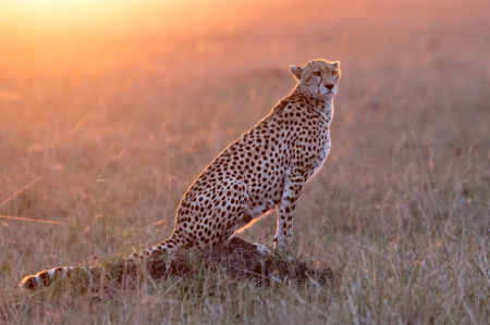 Cheetah Mom in the Sunrise