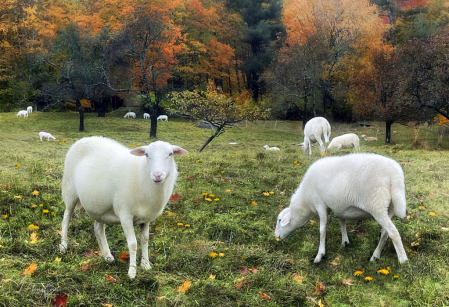 Fall Grazing