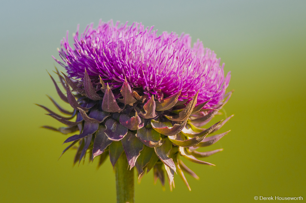 Milk Thistle